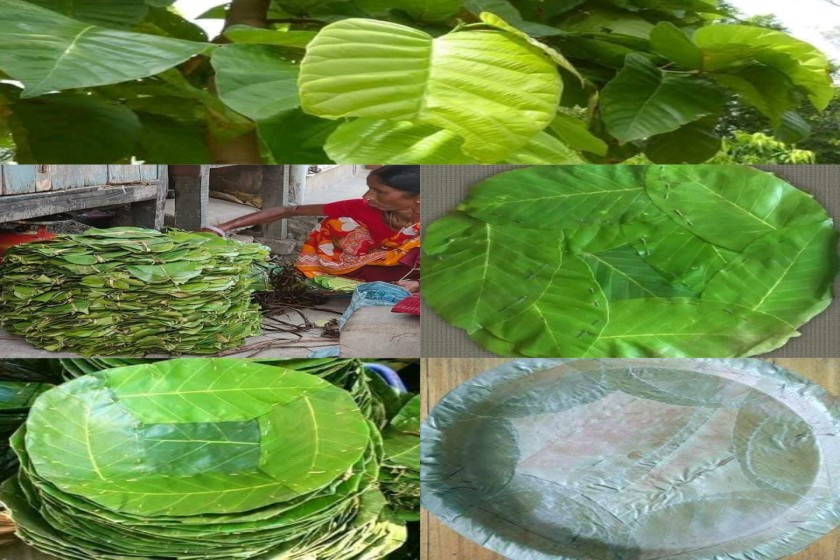 শাল পাতায় দাঁড়িয়ে জঙ্গলমহলের অর্থনীতি