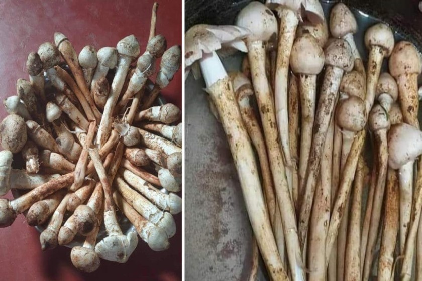 পুজোর আগে কুড়কুড়ে ছাতু বা কাড়ান ছাতু আলাদা আবেগে জঙ্গলমহল